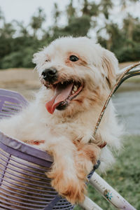 Close-up of a dog