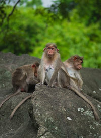 Monkeys sitting on rock