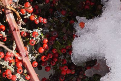 High angle view of berries on frozen plant