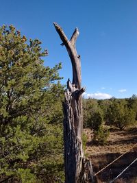 Low angle view of tree against clear sky