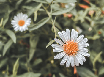 Close-up of white daisy