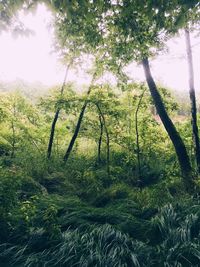 Scenic view of forest
