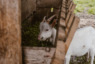 View of a sheep in pen