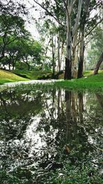 Reflection of trees in lake