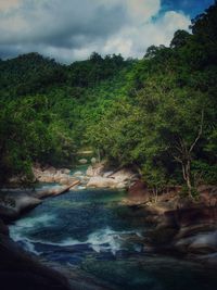 River flowing through forest