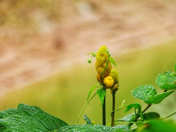 Close-up of insect on plant