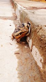 Close-up of lizard on sand at beach