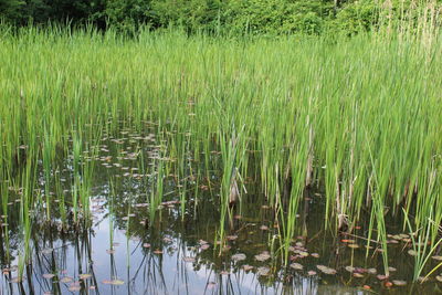 Plants growing in a lake