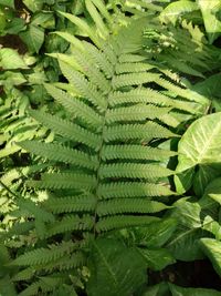 Full frame shot of fresh green leaves