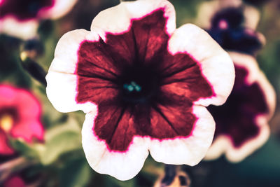 Close-up of red flowering plant in park