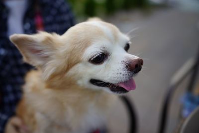 Close-up portrait of dog