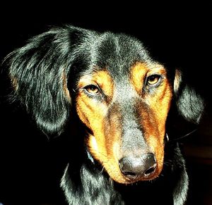 Close-up portrait of a dog
