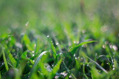 Close-up of wet grass on field