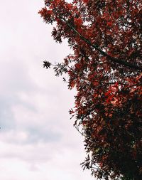 Low angle view of trees against sky