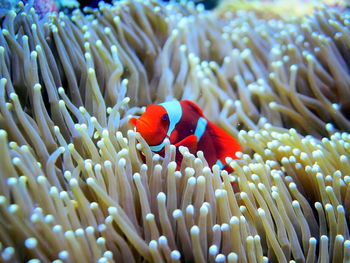 Clownfish hiding in anemone at raja ampat