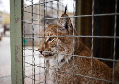 Cat looking away in cage at zoo