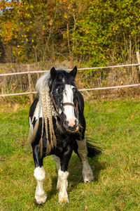 Portrait of dog standing on land