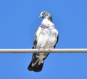 A cute pigeon