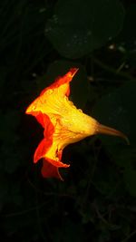 Close-up of yellow flower