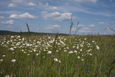 Scenic view of flowering plants on field against sky