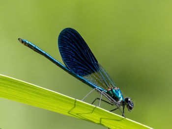 dragonflies and damseflies