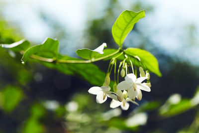 Close-up of white flowers blooming on tree