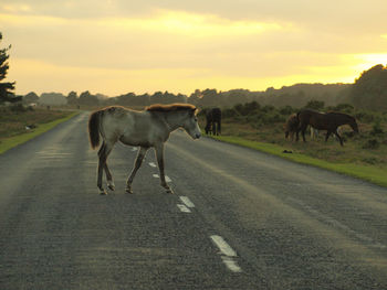 Horses on street against cloudy sky during sunset