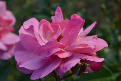 Close-up of pink flowers