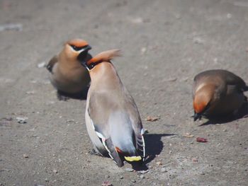 Birds on road