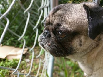 Close-up of dog next to fence