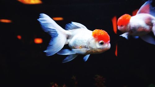 Side view of goldfish swimming at aquarium