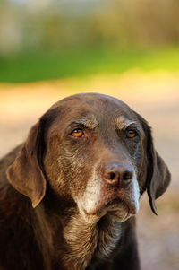 Close-up portrait of a dog looking away