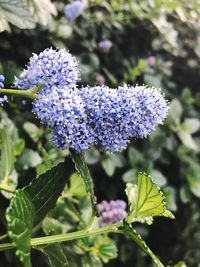 Close-up of purple flowers blooming outdoors