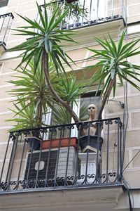 Close-up of potted plant against building