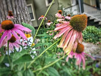 Close-up of pink flowering plants