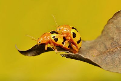 Close-up of ladybug on yellow leaf