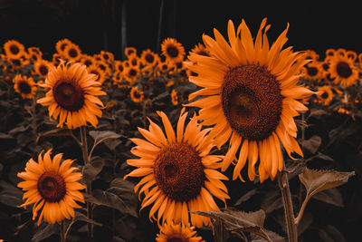 Close-up of sunflower