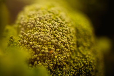 Close-up of green plant