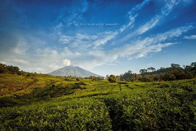 Scenic view of landscape against cloudy sky