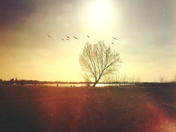 Flock of birds flying over landscape