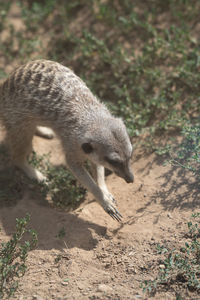 animal