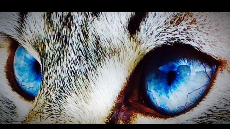 close-up, part of, reflection, human eye, animal head, animal body part, blue, extreme close up, animal eye, detail, portrait, one animal, full frame, extreme close-up, eyesight, looking at camera, auto post production filter, outdoors, day, animal themes