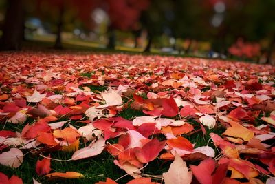 Close-up of autumn leaves on field