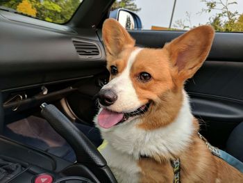 Dog sitting in car