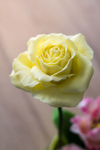 Close-up of rose bouquet