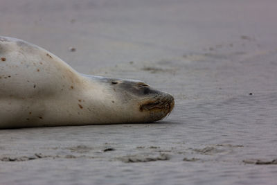 Sea-lion sleeping