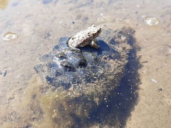 High angle view of crab on sand