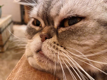 Close-up portrait of a cat