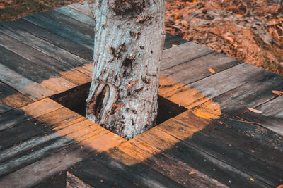 High angle view of tree trunk