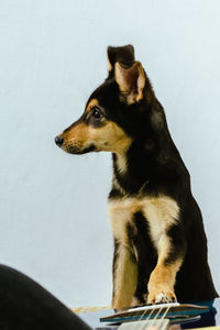 A puppy and an acoustic guitar on a light background.